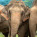 elephants Chiang Mai