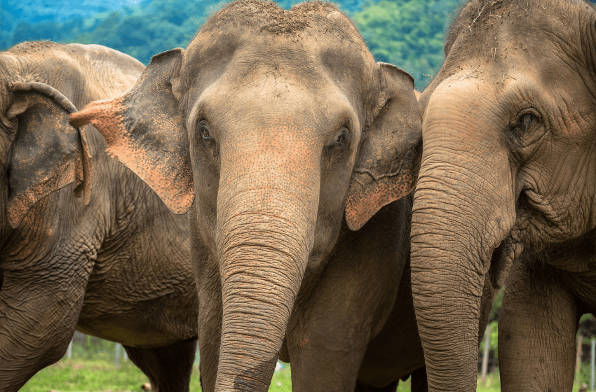 elephants Chiang Mai