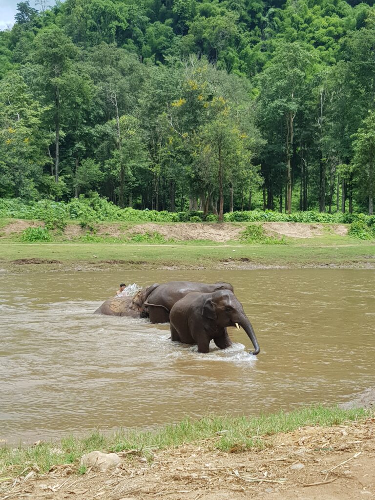Two Weeks in Chiang Mai