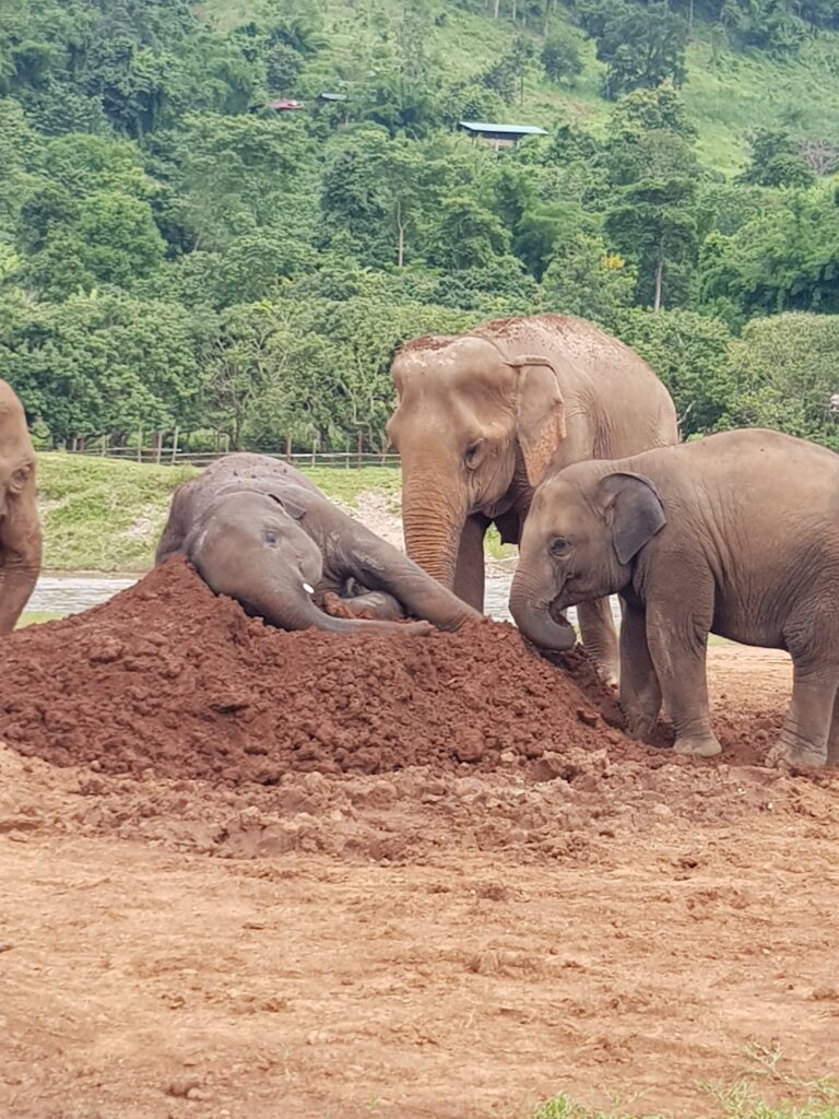 Two Weeks in Chiang Mai