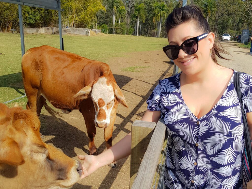 farm animal sanctuary brisbane cows at death row unchained