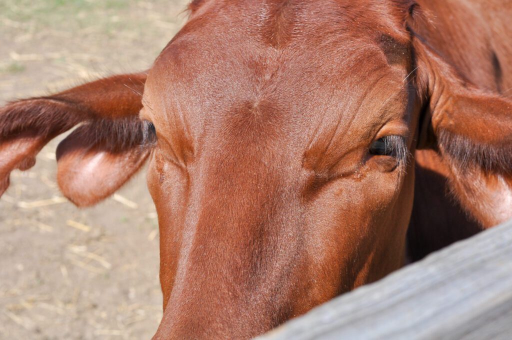 farm animal sanctuary rescued cow