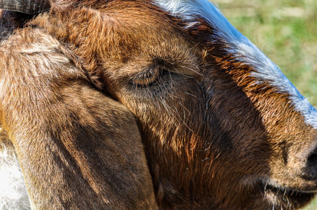 farm animal sanctuary rescued goat