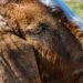 farm animal sanctuary rescued goat