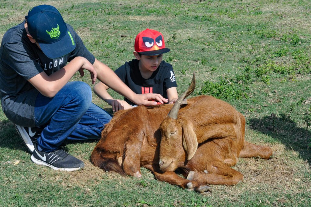 farm animal sanctuary brisbane  death row unchained