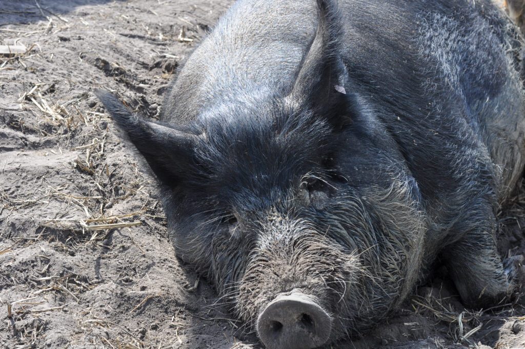 farm animal sanctuary rescued pig