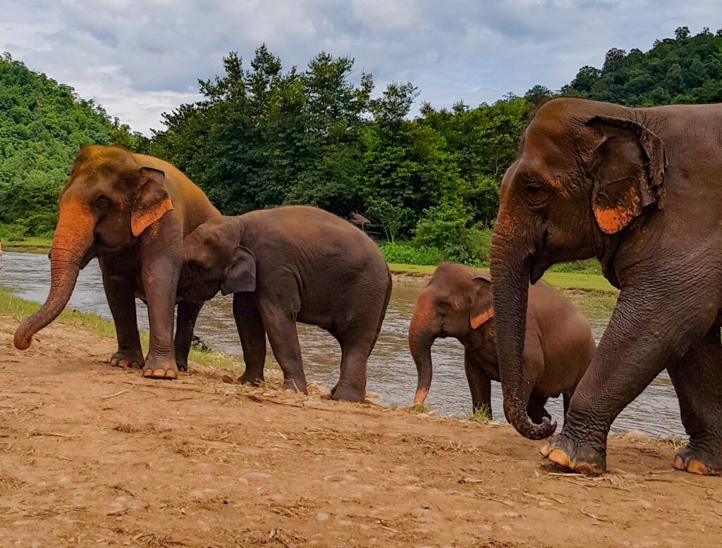 elephant nature park chiang mai best tours