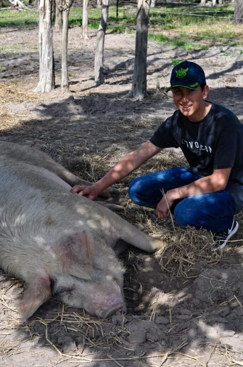 death row unchained pig rescue