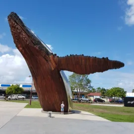 whale tail Hervey Bay things to do