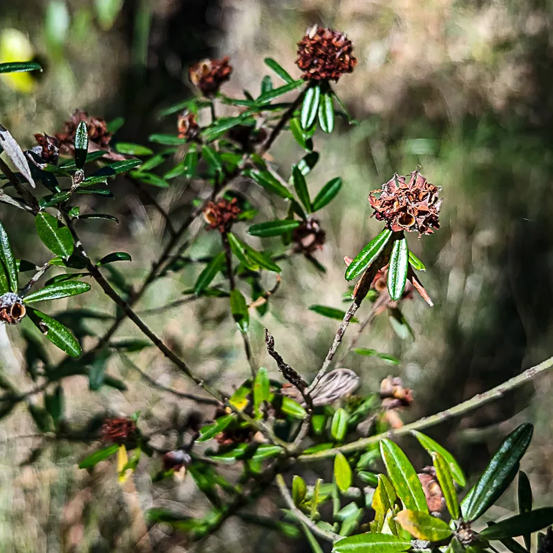 Mt Tibrogargan wildflowers glasshouse mountains sunshine coast