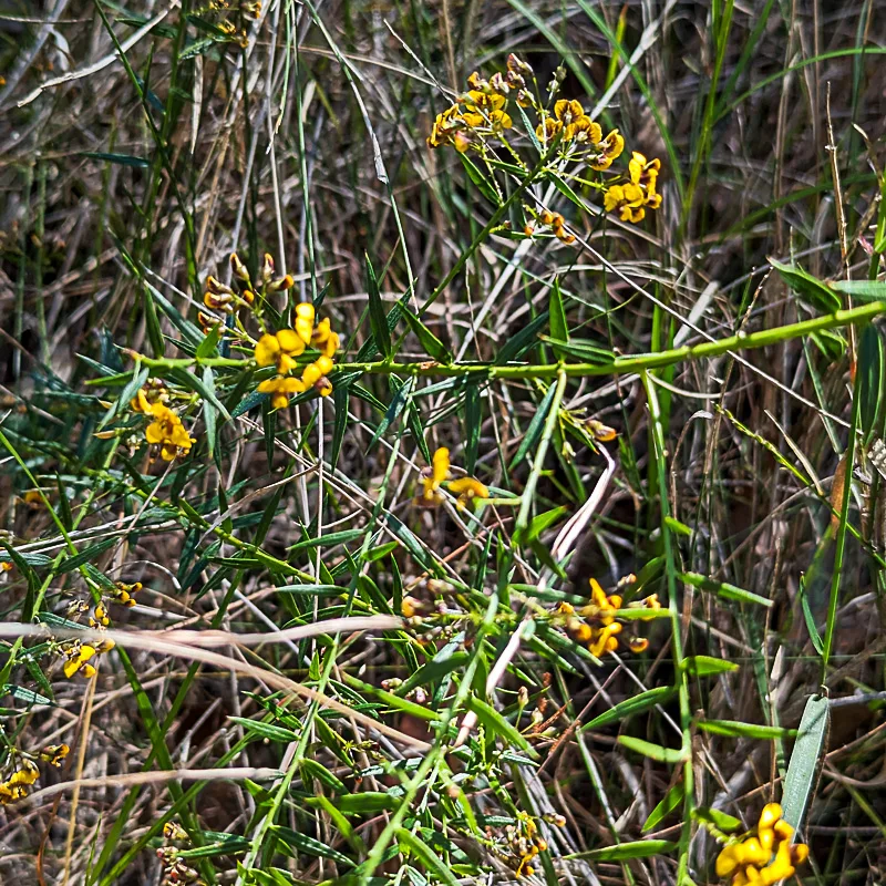 Mt Tibrogargan wildflowers glasshouse mountains sunshine coast