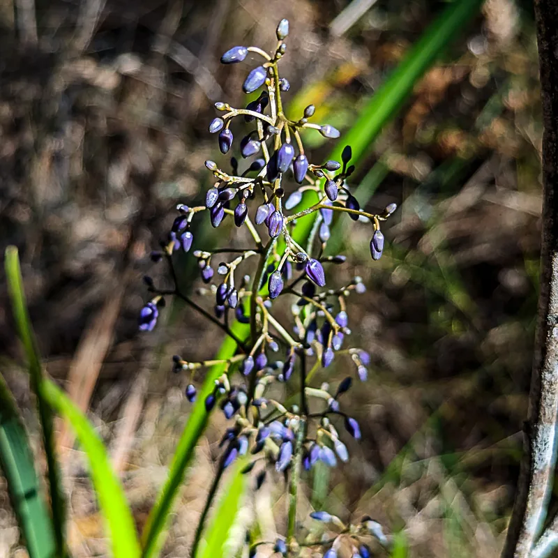 Mt Tibrogargan wildflowers glasshouse mountains sunshine coast